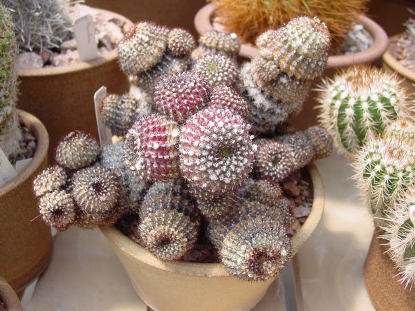 Frailea_chiquitana